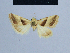  ( - BC ZSM Lep 54933)  @12 [ ] CreativeCommons - Attribution Non-Commercial Share-Alike (2014) Axel Hausmann/Bavarian State Collection of Zoology (ZSM) SNSB, Zoologische Staatssammlung Muenchen