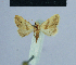  ( - BC ZSM Lep 54935)  @13 [ ] CreativeCommons - Attribution Non-Commercial Share-Alike (2014) Axel Hausmann/Bavarian State Collection of Zoology (ZSM) SNSB, Zoologische Staatssammlung Muenchen