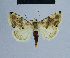  ( - BC ZSM Lep 54951)  @13 [ ] CreativeCommons - Attribution Non-Commercial Share-Alike (2014) Axel Hausmann/Bavarian State Collection of Zoology (ZSM) SNSB, Zoologische Staatssammlung Muenchen