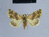  ( - BC ZSM Lep 54953)  @13 [ ] CreativeCommons - Attribution Non-Commercial Share-Alike (2014) Axel Hausmann/Bavarian State Collection of Zoology (ZSM) SNSB, Zoologische Staatssammlung Muenchen