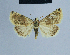  ( - BC ZSM Lep 54954)  @11 [ ] CreativeCommons - Attribution Non-Commercial Share-Alike (2014) Axel Hausmann/Bavarian State Collection of Zoology (ZSM) SNSB, Zoologische Staatssammlung Muenchen