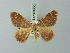  ( - BC ZSM Lep 69856)  @13 [ ] CreativeCommons - Attribution Non-Commercial Share-Alike (2014) Axel Hausmann/Bavarian State Collection of Zoology (ZSM) SNSB, Zoologische Staatssammlung Muenchen