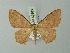  ( - BC ZSM Lep 69863)  @11 [ ] CreativeCommons - Attribution Non-Commercial Share-Alike (2014) Axel Hausmann/Bavarian State Collection of Zoology (ZSM) SNSB, Zoologische Staatssammlung Muenchen