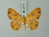  (Semaeopus pustulata - BC ZSM Lep 69871)  @11 [ ] CreativeCommons - Attribution Non-Commercial Share-Alike (2014) Axel Hausmann/Bavarian State Collection of Zoology (ZSM) SNSB, Zoologische Staatssammlung Muenchen
