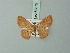  ( - BC ZSM Lep 69875)  @11 [ ] CreativeCommons - Attribution Non-Commercial Share-Alike (2014) Axel Hausmann/Bavarian State Collection of Zoology (ZSM) SNSB, Zoologische Staatssammlung Muenchen