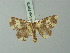 ( - BC ZSM Lep 69876)  @11 [ ] CreativeCommons - Attribution Non-Commercial Share-Alike (2014) Axel Hausmann/Bavarian State Collection of Zoology (ZSM) SNSB, Zoologische Staatssammlung Muenchen