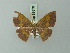  (Semaeopus prasinotribes - BC ZSM Lep 69878)  @13 [ ] CreativeCommons - Attribution Non-Commercial Share-Alike (2014) Axel Hausmann/Bavarian State Collection of Zoology (ZSM) SNSB, Zoologische Staatssammlung Muenchen