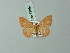  (Semaeopus decalvaria - BC ZSM Lep 69882)  @13 [ ] CreativeCommons - Attribution Non-Commercial Share-Alike (2014) Axel Hausmann/Bavarian State Collection of Zoology (ZSM) SNSB, Zoologische Staatssammlung Muenchen