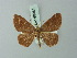  ( - BC ZSM Lep 69884)  @11 [ ] CreativeCommons - Attribution Non-Commercial Share-Alike (2014) Axel Hausmann/Bavarian State Collection of Zoology (ZSM) SNSB, Zoologische Staatssammlung Muenchen