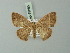  (Semaeopus tergilinea - BC ZSM Lep 69885)  @11 [ ] CreativeCommons - Attribution Non-Commercial Share-Alike (2014) Axel Hausmann/Bavarian State Collection of Zoology (ZSM) SNSB, Zoologische Staatssammlung Muenchen