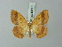  ( - BC ZSM Lep 69887)  @12 [ ] CreativeCommons - Attribution Non-Commercial Share-Alike (2014) Axel Hausmann/Bavarian State Collection of Zoology (ZSM) SNSB, Zoologische Staatssammlung Muenchen