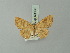  (Semaeopus vincentii - BC ZSM Lep 69890)  @13 [ ] CreativeCommons - Attribution Non-Commercial Share-Alike (2014) Axel Hausmann/Bavarian State Collection of Zoology (ZSM) SNSB, Zoologische Staatssammlung Muenchen