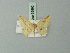  (Semaeopus perfusaria - BC ZSM Lep 69892)  @13 [ ] CreativeCommons - Attribution Non-Commercial Share-Alike (2014) Axel Hausmann/Bavarian State Collection of Zoology (ZSM) SNSB, Zoologische Staatssammlung Muenchen