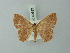  (Semaeopus fissaria - BC ZSM Lep 69893)  @12 [ ] CreativeCommons - Attribution Non-Commercial Share-Alike (2014) Axel Hausmann/Bavarian State Collection of Zoology (ZSM) SNSB, Zoologische Staatssammlung Muenchen