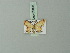  ( - BC ZSM Lep 69898)  @12 [ ] CreativeCommons - Attribution Non-Commercial Share-Alike (2014) Axel Hausmann/Bavarian State Collection of Zoology (ZSM) SNSB, Zoologische Staatssammlung Muenchen