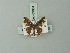  ( - BC ZSM Lep 69901)  @12 [ ] CreativeCommons - Attribution Non-Commercial Share-Alike (2014) Axel Hausmann/Bavarian State Collection of Zoology (ZSM) SNSB, Zoologische Staatssammlung Muenchen