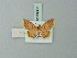  (Tricentra biguttata - BC ZSM Lep 69905)  @13 [ ] CreativeCommons - Attribution Non-Commercial Share-Alike (2014) Axel Hausmann/Bavarian State Collection of Zoology (ZSM) SNSB, Zoologische Staatssammlung Muenchen