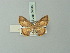  ( - BC ZSM Lep 69907)  @11 [ ] CreativeCommons - Attribution Non-Commercial Share-Alike (2014) Axel Hausmann/Bavarian State Collection of Zoology (ZSM) SNSB, Zoologische Staatssammlung Muenchen