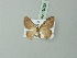  (Lipotaxia - BC ZSM Lep 69920)  @13 [ ] CreativeCommons - Attribution Non-Commercial Share-Alike (2014) Axel Hausmann/Bavarian State Collection of Zoology (ZSM) SNSB, Zoologische Staatssammlung Muenchen