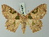  (Trygodes amphion - BC ZSM Lep 69922)  @15 [ ] CreativeCommons - Attribution Non-Commercial Share-Alike (2014) Axel Hausmann/Bavarian State Collection of Zoology (ZSM) SNSB, Zoologische Staatssammlung Muenchen