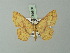  ( - BC ZSM Lep 69930)  @11 [ ] CreativeCommons - Attribution Non-Commercial Share-Alike (2014) Axel Hausmann/Bavarian State Collection of Zoology (ZSM) SNSB, Zoologische Staatssammlung Muenchen
