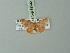  ( - BC ZSM Lep 69942)  @11 [ ] CreativeCommons - Attribution Non-Commercial Share-Alike (2014) Axel Hausmann/Bavarian State Collection of Zoology (ZSM) SNSB, Zoologische Staatssammlung Muenchen