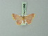  (Chrysocraspeda erythraria - BC ZSM Lep 69943)  @11 [ ] CreativeCommons - Attribution Non-Commercial Share-Alike (2014) Axel Hausmann/Bavarian State Collection of Zoology (ZSM) SNSB, Zoologische Staatssammlung Muenchen