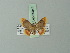  ( - BC ZSM Lep 69944)  @11 [ ] CreativeCommons - Attribution Non-Commercial Share-Alike (2014) Axel Hausmann/Bavarian State Collection of Zoology (ZSM) SNSB, Zoologische Staatssammlung Muenchen
