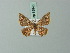  (Chrysocraspeda abhadraca - BC ZSM Lep 69946)  @12 [ ] CreativeCommons - Attribution Non-Commercial Share-Alike (2014) Axel Hausmann/Bavarian State Collection of Zoology (ZSM) SNSB, Zoologische Staatssammlung Muenchen