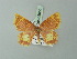  (Chrysocraspeda fulviplaga - BC ZSM Lep 69950)  @11 [ ] CreativeCommons - Attribution Non-Commercial Share-Alike (2014) Axel Hausmann/Bavarian State Collection of Zoology (ZSM) SNSB, Zoologische Staatssammlung Muenchen