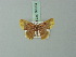  ( - BC ZSM Lep 69953)  @11 [ ] CreativeCommons - Attribution Non-Commercial Share-Alike (2014) Axel Hausmann/Bavarian State Collection of Zoology (ZSM) SNSB, Zoologische Staatssammlung Muenchen