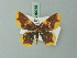  ( - BC ZSM Lep 69955)  @11 [ ] CreativeCommons - Attribution Non-Commercial Share-Alike (2014) Axel Hausmann/Bavarian State Collection of Zoology (ZSM) SNSB, Zoologische Staatssammlung Muenchen