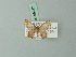  ( - BC ZSM Lep 69957)  @11 [ ] CreativeCommons - Attribution Non-Commercial Share-Alike (2014) Axel Hausmann/Bavarian State Collection of Zoology (ZSM) SNSB, Zoologische Staatssammlung Muenchen