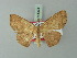  (Ptomophyle - BC ZSM Lep 69960)  @13 [ ] CreativeCommons - Attribution Non-Commercial Share-Alike (2014) Axel Hausmann/Bavarian State Collection of Zoology (ZSM) SNSB, Zoologische Staatssammlung Muenchen
