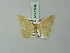  (Traminda atroviridata - BC ZSM Lep 69964)  @13 [ ] CreativeCommons - Attribution Non-Commercial Share-Alike (2014) Axel Hausmann/Bavarian State Collection of Zoology (ZSM) SNSB, Zoologische Staatssammlung Muenchen