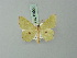  ( - BC ZSM Lep 69965)  @11 [ ] CreativeCommons - Attribution Non-Commercial Share-Alike (2014) Axel Hausmann/Bavarian State Collection of Zoology (ZSM) SNSB, Zoologische Staatssammlung Muenchen