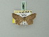  ( - BC ZSM Lep 69970)  @12 [ ] CreativeCommons - Attribution Non-Commercial Share-Alike (2014) Axel Hausmann/Bavarian State Collection of Zoology (ZSM) SNSB, Zoologische Staatssammlung Muenchen