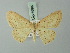  (Perixera interpulsata - BC ZSM Lep 69987)  @11 [ ] CreativeCommons - Attribution Non-Commercial Share-Alike (2014) Axel Hausmann/Bavarian State Collection of Zoology (ZSM) SNSB, Zoologische Staatssammlung Muenchen
