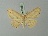  (Perixera obrinaria - BC ZSM Lep 69988)  @11 [ ] CreativeCommons - Attribution Non-Commercial Share-Alike (2014) Axel Hausmann/Bavarian State Collection of Zoology (ZSM) SNSB, Zoologische Staatssammlung Muenchen