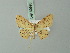  (Perixera thermosaria - BC ZSM Lep 69993)  @11 [ ] CreativeCommons - Attribution Non-Commercial Share-Alike (2014) Axel Hausmann/Bavarian State Collection of Zoology (ZSM) SNSB, Zoologische Staatssammlung Muenchen