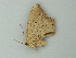  ( - BC ZSM Lep 75272)  @12 [ ] CreativeCommons - Attribution Non-Commercial Share-Alike (2014) Axel Hausmann/Bavarian State Collection of Zoology (ZSM) SNSB, Zoologische Staatssammlung Muenchen