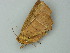  ( - BC ZSM Lep 75276)  @12 [ ] CreativeCommons - Attribution Non-Commercial Share-Alike (2014) Axel Hausmann/Bavarian State Collection of Zoology (ZSM) SNSB, Zoologische Staatssammlung Muenchen