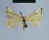  ( - BC ZSM Lep 80864)  @11 [ ] CreativeCommons - Attribution Non-Commercial Share-Alike (2014) Axel Hausmann/Bavarian State Collection of Zoology (ZSM) SNSB, Zoologische Staatssammlung Muenchen