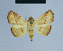  ( - BC ZSM Lep 80877)  @11 [ ] CreativeCommons - Attribution Non-Commercial Share-Alike (2014) Axel Hausmann/Bavarian State Collection of Zoology (ZSM) SNSB, Zoologische Staatssammlung Muenchen