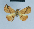  ( - BC ZSM Lep 80910)  @11 [ ] CreativeCommons - Attribution Non-Commercial Share-Alike (2014) Axel Hausmann/Bavarian State Collection of Zoology (ZSM) SNSB, Zoologische Staatssammlung Muenchen