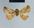  ( - BC ZSM Lep 80911)  @11 [ ] CreativeCommons - Attribution Non-Commercial Share-Alike (2014) Axel Hausmann/Bavarian State Collection of Zoology (ZSM) SNSB, Zoologische Staatssammlung Muenchen