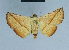  ( - BC ZSM Lep 80916)  @13 [ ] CreativeCommons - Attribution Non-Commercial Share-Alike (2014) Axel Hausmann/Bavarian State Collection of Zoology (ZSM) SNSB, Zoologische Staatssammlung Muenchen