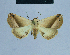  ( - BC ZSM Lep 80955)  @14 [ ] CreativeCommons - Attribution Non-Commercial Share-Alike (2014) Axel Hausmann/Bavarian State Collection of Zoology (ZSM) SNSB, Zoologische Staatssammlung Muenchen