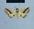  ( - BC ZSM Lep 80956)  @13 [ ] CreativeCommons - Attribution Non-Commercial Share-Alike (2014) Axel Hausmann/Bavarian State Collection of Zoology (ZSM) SNSB, Zoologische Staatssammlung Muenchen