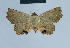  ( - BC ZSM Lep 80958)  @12 [ ] CreativeCommons - Attribution Non-Commercial Share-Alike (2014) Axel Hausmann/Bavarian State Collection of Zoology (ZSM) SNSB, Zoologische Staatssammlung Muenchen